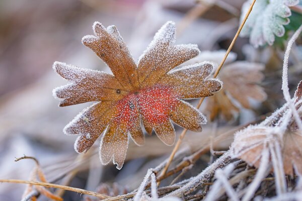 Storchenschnabel, Geranium, Blatt mit Raureif, Winter