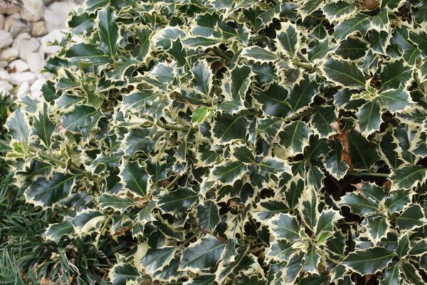 Ilex aquifolium Silver Queen