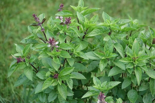 Basilikum, Ocimum basilicum Tauris