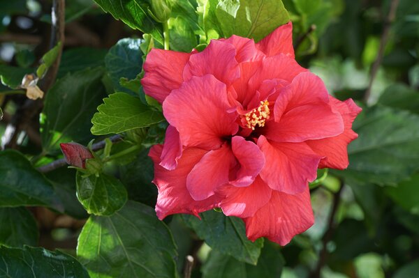 Roseneibisch, Hibiscus rosa-sinensis