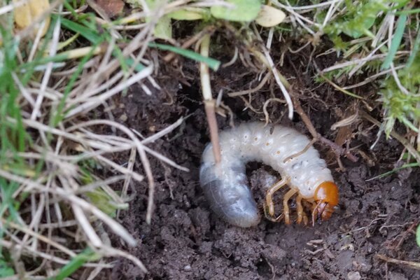 Junikfer, Amphimallon solstitiale, Larve, Made
