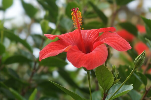 Roseneibisch, Hibiscus rosa-sinensis