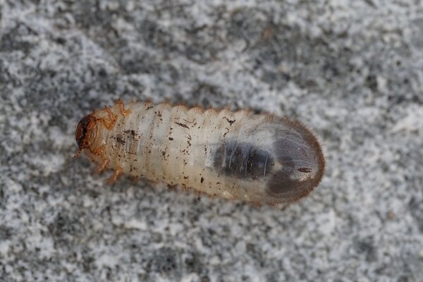 Rosenkfer, Cetonia aurata, Larve, Made bewegt sich auf dem Rcken fort