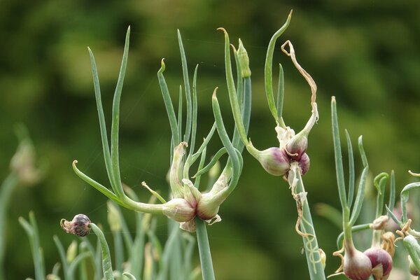 Etagenzwiebel, Allium cepa, SchattengemÃ¼se