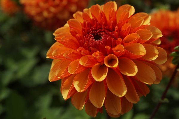 Dahlie 'American Sunset' (2er Set)