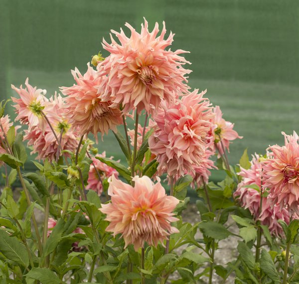 Dahlie 'Penhill Watermelon' (2er Set)