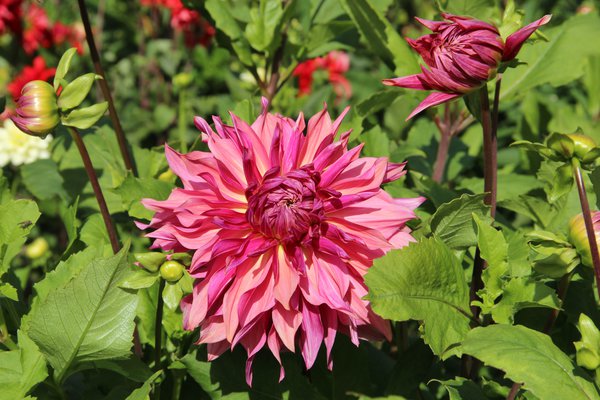 Dahlie 'Penhill Dark Monarch' (2er Set)