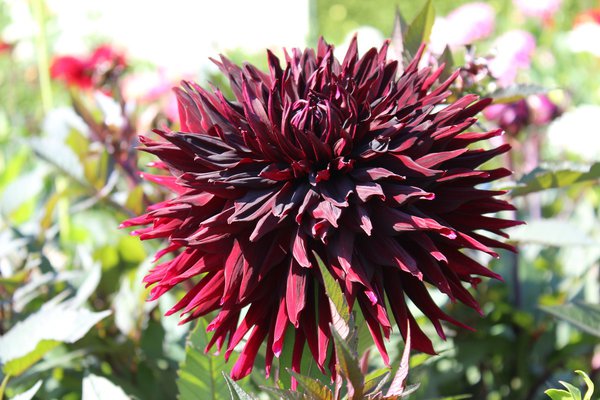 Dahlie Black Jack