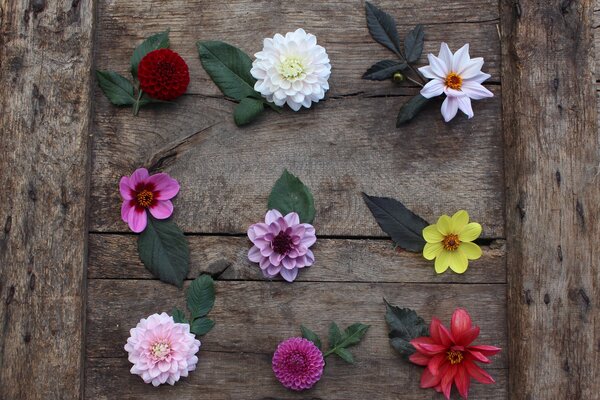 Dahlien, Dahlia Sorten Cornel, Silver Years, Bishop of Leicester, Happy Single Wink, Creme de Cassis, Happy Single Party, 'Karma Prospero', Caitlins Joy, Waltzing MathildaSchnittblumen, 