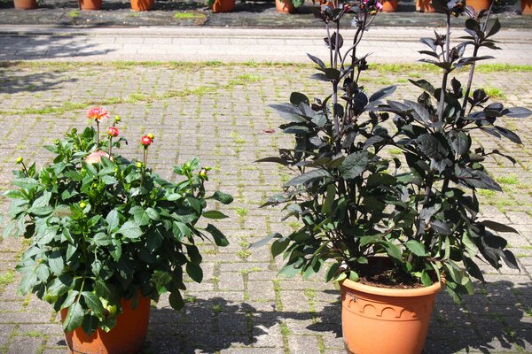 Dahlia Sorten, 90 Dahlien im Topf, Dahlienprojekt getopfte Dahlien, Dahlie Staude, Dahlien Sorten 'Sebastian' und 'Bishop of Canterbury'