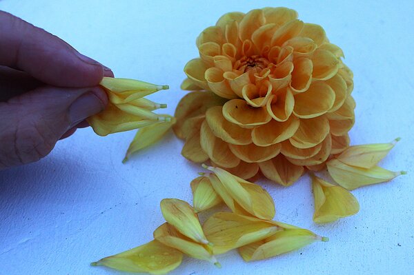 Dahlien essen Dahlia, Schnittblumen, Blten essen