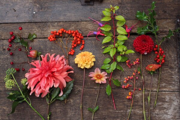 Dahlien Strauss, Dahlia, Schnittblumen