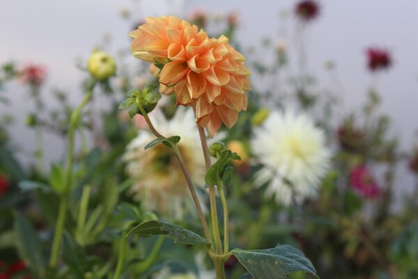 Dahlien schneiden, Dahlia, Schnittblumen