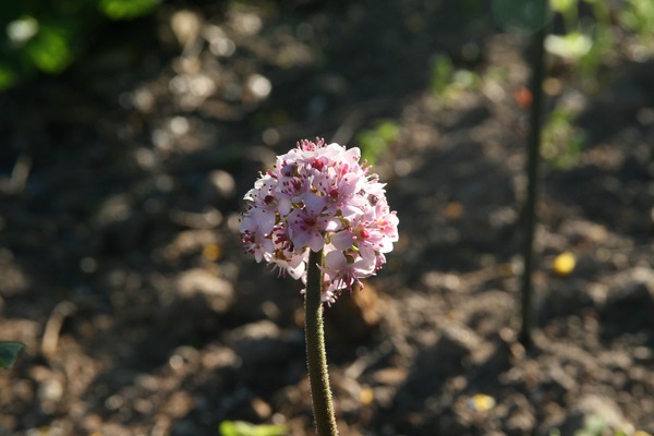 Darmera peltata