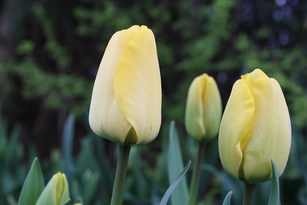 Blumenzwiebeln im Topf und Kbel, Blumenzwiebel Kombinationen, Tulpen, Narzissen, Hyazinthen 