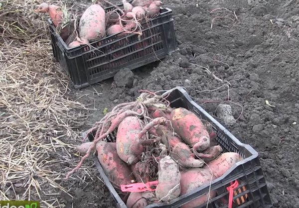 Das Ernten der SÃ¼sskartoffeln