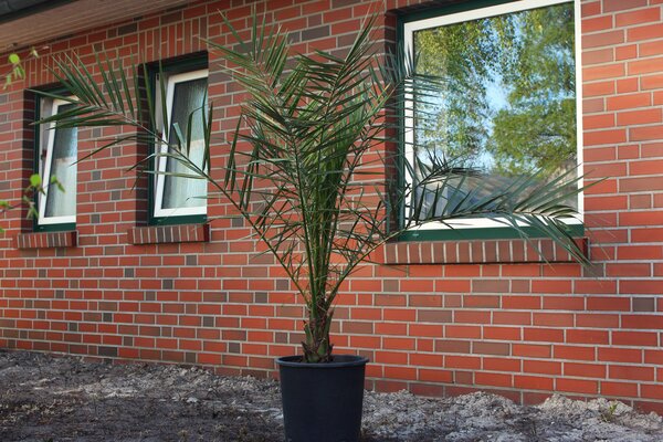 Dattelpalme Phoenix canariensis