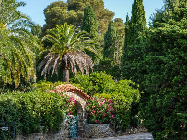 Im mediterranen Garten ist sie ein Blickfang - die Dattelpalme