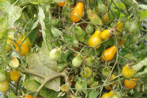 Heirloom Tomate Dattelwein (Solanum lycopersicum) Lubera