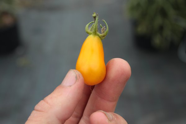 Heirloom Tomate Dattelwein (Solanum lycopersicum) Lubera