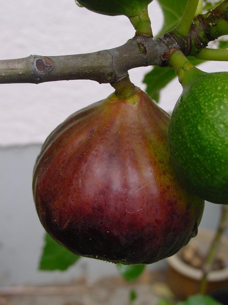 Feigenstmmchen Fruchtfeige Dauphine (Synonym Rosetta) Lubera