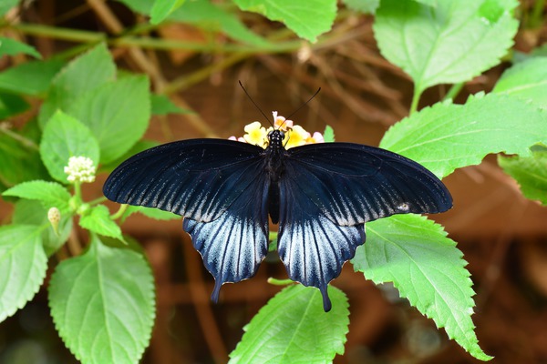 Schmetterling Entomologie