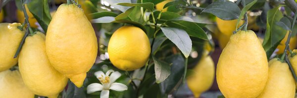 Deal KW 27 2025, Amalfi Zitrone & Tahiti Limette Deal KW 27 2025, Amalfi Zitrone & Tahiti Limette