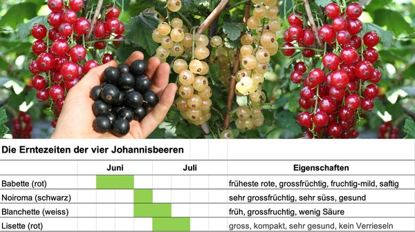 Deal Johannisbeeren, Beerenstarker Beerenmix, Sept 2025, mit Tabelle Deal Johannisbeeren, Beerenstarker Beerenmix, Sept 2025, mit Tabelle