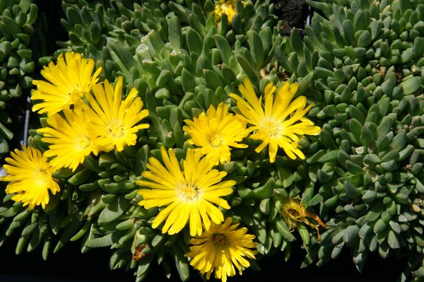 Delosperma congestum