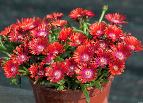 Delosperma 'Sundella Red'