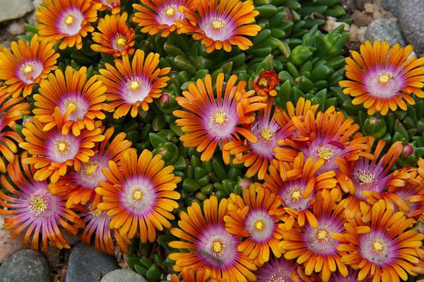 Mittagsblume 'Fire Spinner'