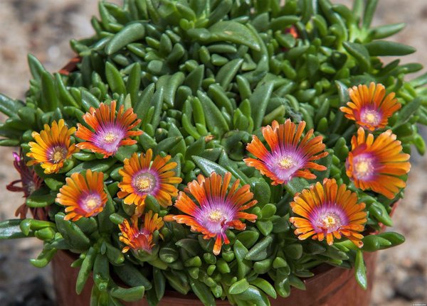 Delosperma 'Sundella Orange' 