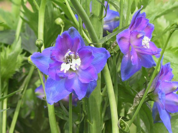 Delphinium elatum 'Jubelruf'