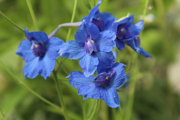 Delphinium grandiflora blauer zwerg lubera, stauden pflanzen