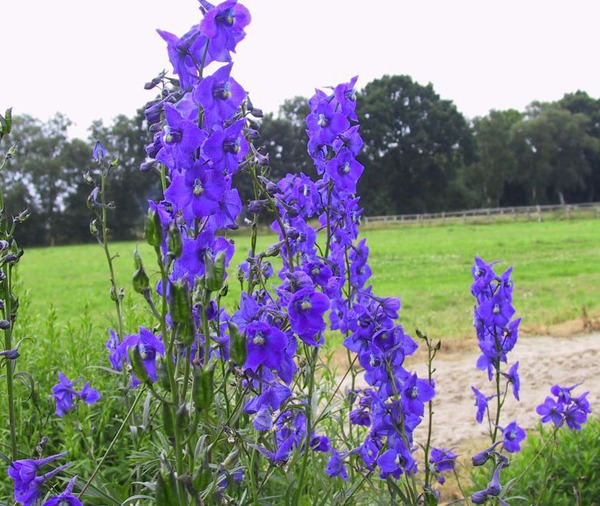 Delphinium x bellad. 'Atlantis'