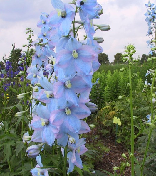 Delphinium x elatum Augenweide Lubera