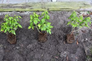 Pflanzabstand bei Himbeeren