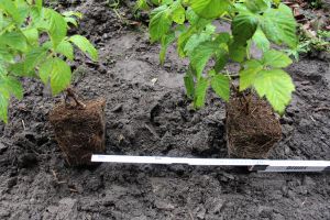 Pflanzabstand bei Himbeeren