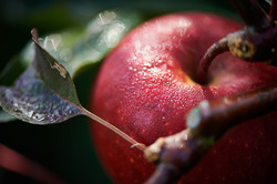 Der Apfel ist an allem Schuld