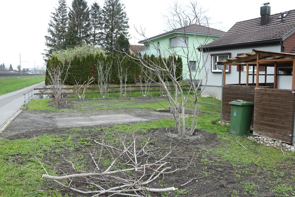 Feigenbaum schneiden Twotimer Feigen Lubera