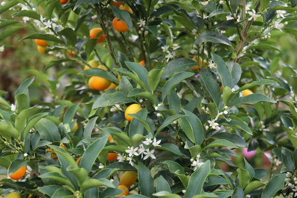 Kumquatbaum Ovale fortunella margarita Kumquat Lubera