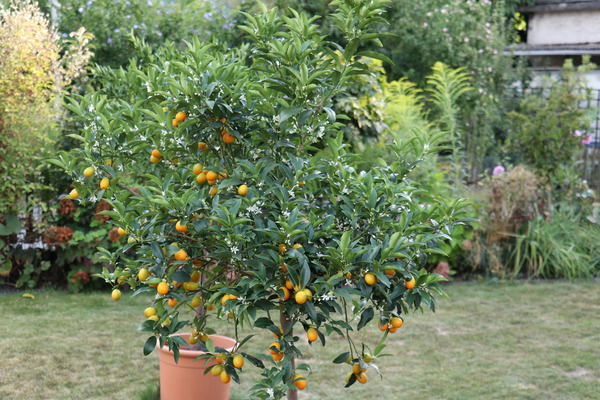 Kumquatbaum Ovale Kumquat fortunella margarita Lubera