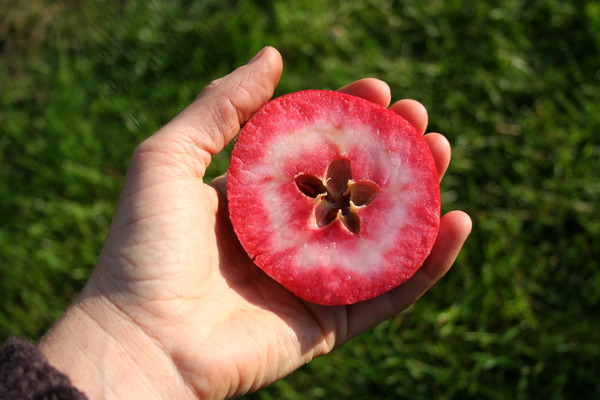 Süsse Apfelsorten Apfel Redlove Odysso lubera