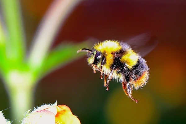 hummel