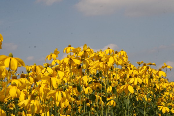 Rudbeckia Herbstsonne