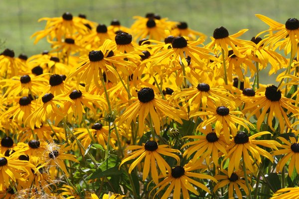 Gelbe Stauden Rudbeckia fulgida sullivantii Goldsturm Lubera