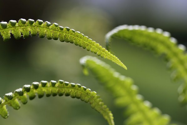 Rotschleierfarm (Dryopteris erythrosora) 