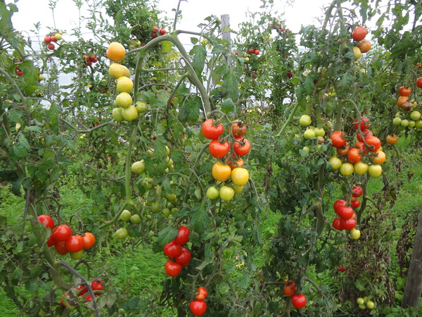 Tomatensorten Freilandtomate Primabella Lubera