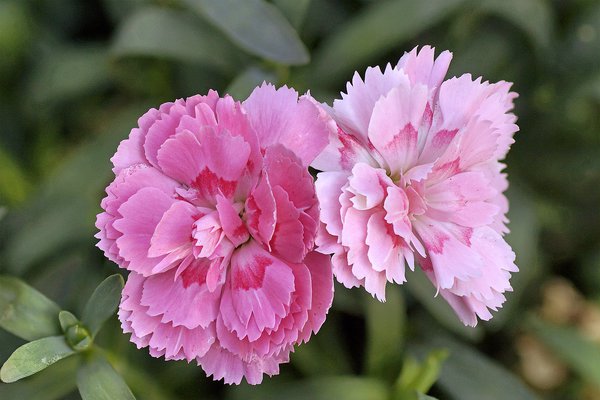 Rosa Gartennelke sind optisch sehr schön