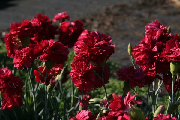 Dianthus plumarius 'Heidi'